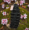 HHFC 16" BURMESE CURL - 99J